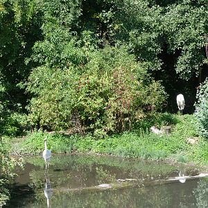 Siberian crane exhibit -Zoo Praha (2025)