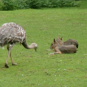 Lesser rhea and Patagonian maras