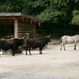 "Extinct animal" paddock