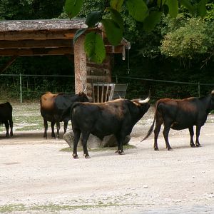 Heck's cattle