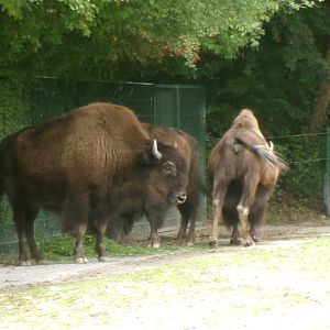 American wood bison