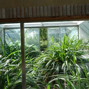 Shoebill exhibit -Zoo Praha (2025)