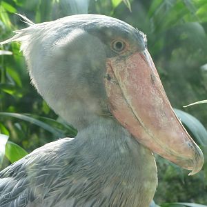 Shoebill -Zoo Praha (2025)