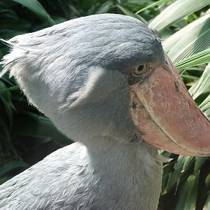 Shoebill -Zoo Praha (2025)