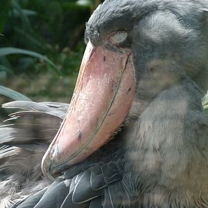 Shoebill -Zoo Praha (2025)