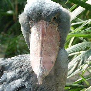 Shoebill -Zoo Praha (2025)