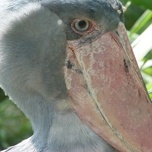 Shoebill -Zoo Praha (2025)
