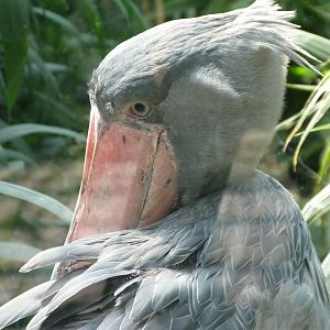 Shoebill -Zoo Praha (2025)