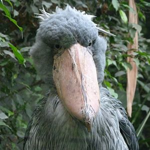 Shoebill -Zoo Praha (2025)