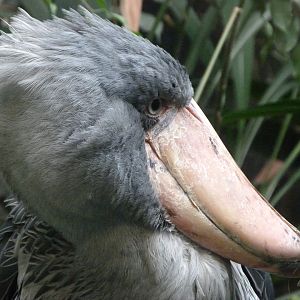 Shoebill -Zoo Praha (2025)