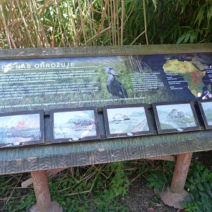 Shoebill sign -Zoo Praha (2025)