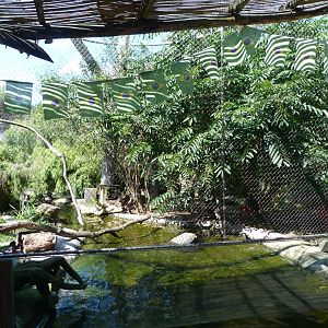 Brazilian merganser, Red-billed curassow, Scarlet ibis and Crested oropendola exhibit -Zoo Praha (2025)