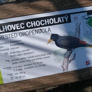 Crested oropendola sign -Zoo Praha (2025)