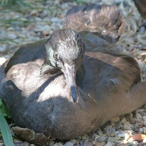 Brazilian merganser -Zoo Praha (2025)