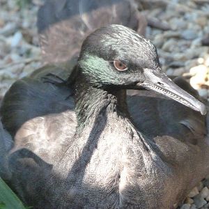 Brazilian merganser -Zoo Praha (2025)