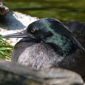 Brazilian merganser -Zoo Praha (2025)