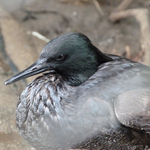 Brazilian merganser -Zoo Praha (2025)