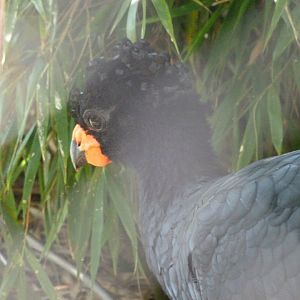 Red-billed curassow -Zoo Praha (2025)