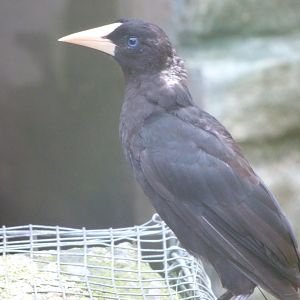 Crested oropendola -Zoo Praha (2025)