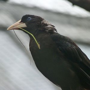 Crested oropendola -Zoo Praha (2025)