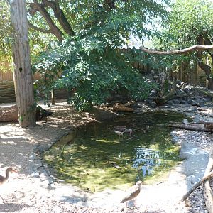 Pantanal aviary -Zoo Praha (2025)