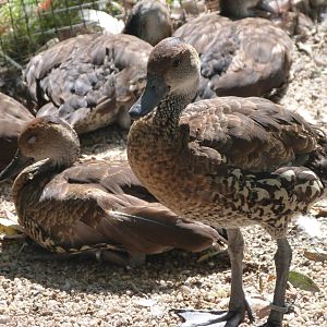 Antillean whistling ducks -Zoo Praha (2025)