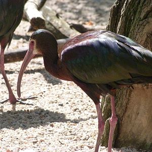 White-faced ibis -Zoo Praha (2025)