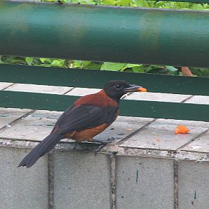 Southern variable pitohui (Pitohui uropygialis uropygialis)