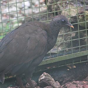 Orange-footed scrubfowl (Megapodius reinwardt reinwardt)