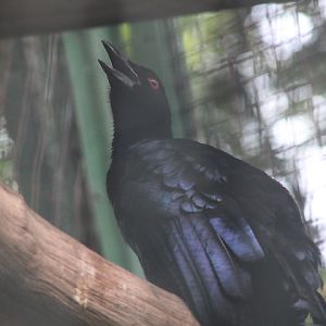 Glossy-mantled manucode (Manucodia ater ater)
