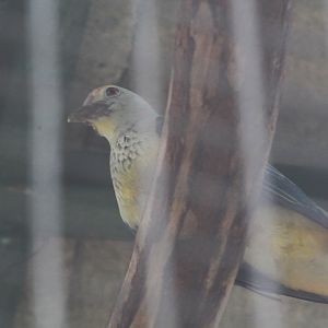 Rose-crowned fruit dove (Ptilinopus regina flavicollis)