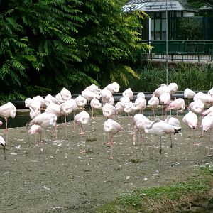 Greater flamingoes