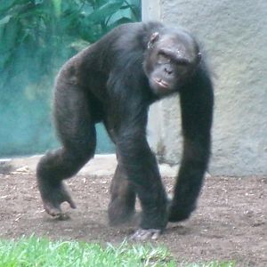 Chimpanzee