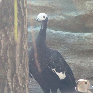 White-throated piping-guan -Zoo Praha (2025)