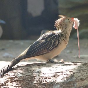 Guira cuckoo -Zoo Praha (2025)