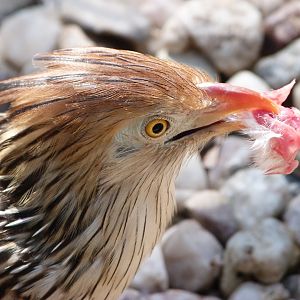 Guira cuckoo -Zoo Praha (2025)