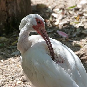 American white ibis -Zoo Praha (2025)