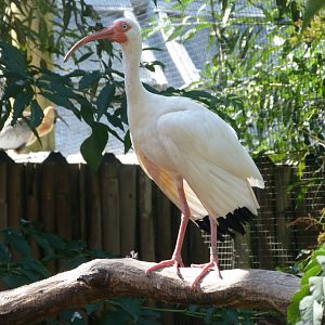 American white ibis -Zoo Praha (2025)
