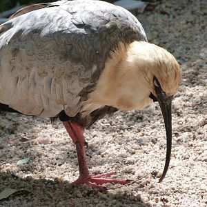 Black-faced ibis -Zoo Praha (2025)