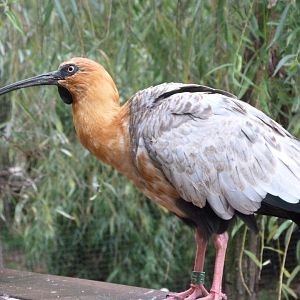 Black-faced ibis -Zoo Praha (2025)