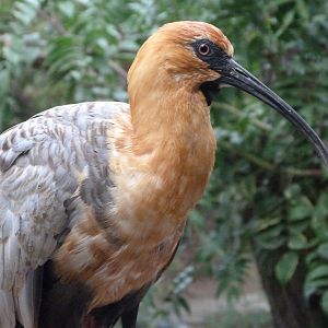 Black-faced ibis -Zoo Praha (2025)