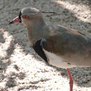 Southern lapwing -Zoo Praha (2025)