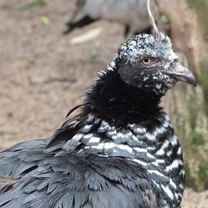 Horned screamer -Zoo Praha (2025)