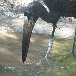 African openbill -Zoo Praha (2025)