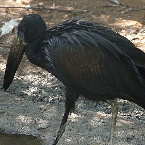 African openbill -Zoo Praha (2025)