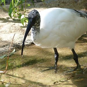 Madagascar sacred ibis -Zoo Praha (2025)