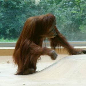 Sumatran orang-utan