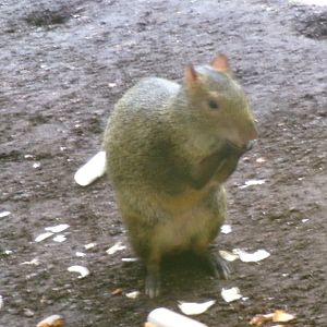 Azara's agouti