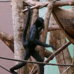 Colombian black spider monkey
