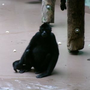 Colombian black spider monkey